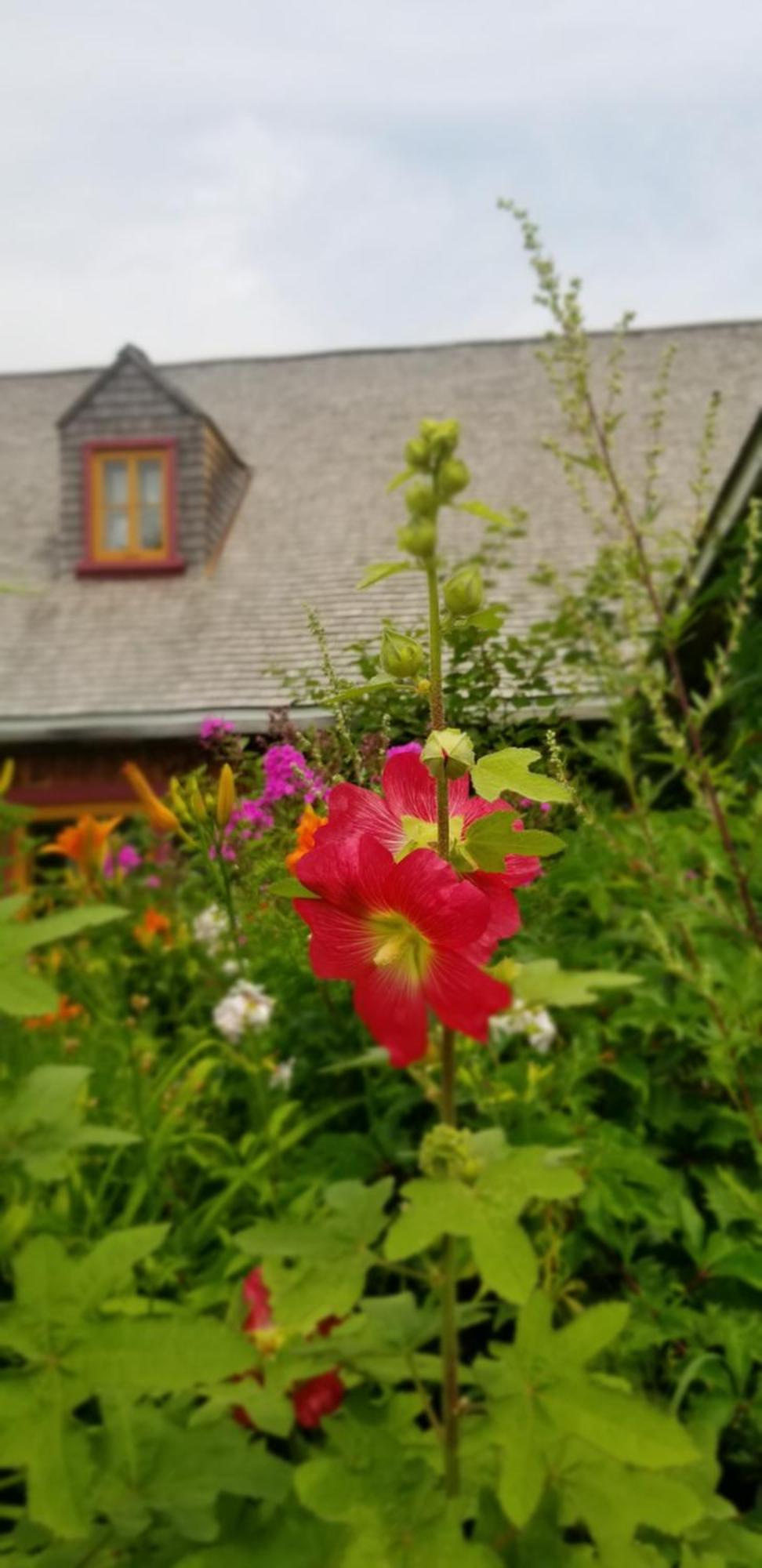 Auberge Le P'Tit Bonheur Saint-Laurent-de-l'ile d'Orleans Dış mekan fotoğraf